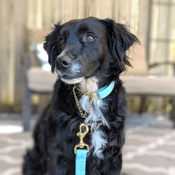 Aqua Getaway Martingale Dog Collar Gold Collection