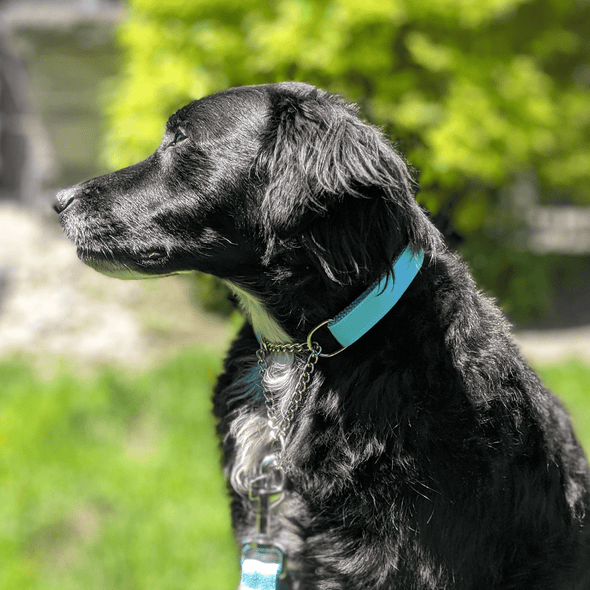 Aqua Getaway Martingale Dog Collar and Leash Set Silver Collection