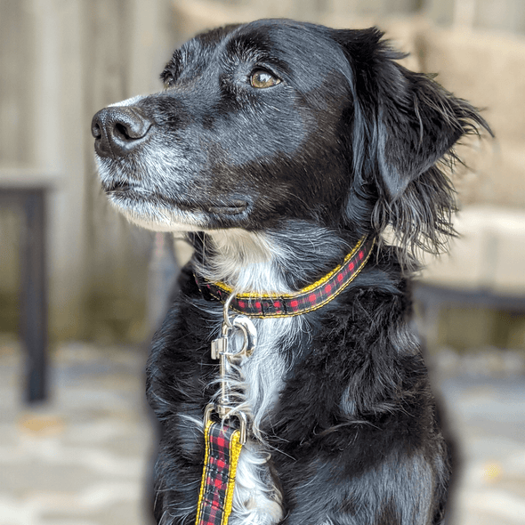 Cozy Cottage Dog Collar