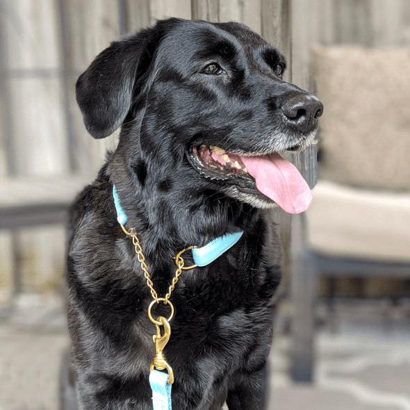 Aqua Getaway Martingale Dog Collar and Leash Set Gold Collection