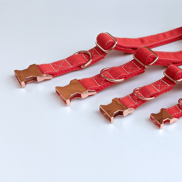 Fuego Red Dog Collar Rose Gold Collection